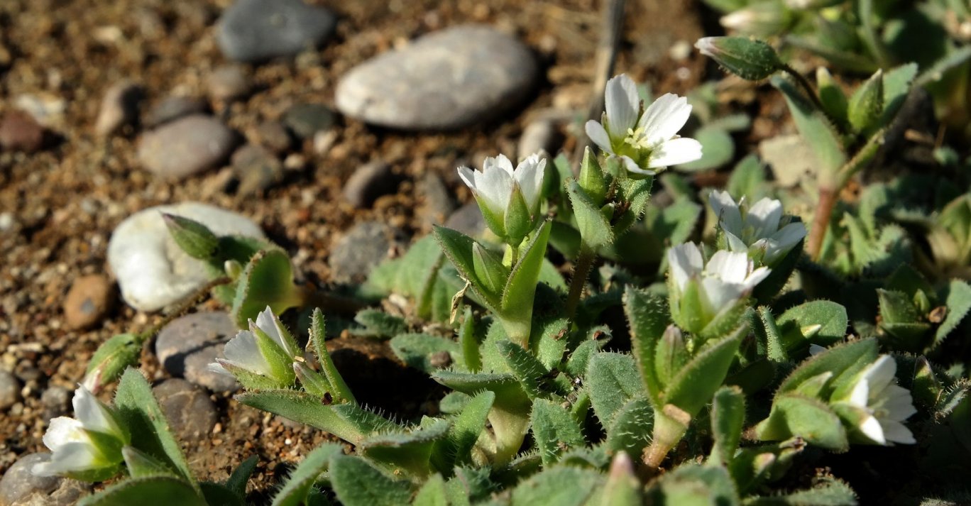 Изображение особи Holosteum umbellatum.