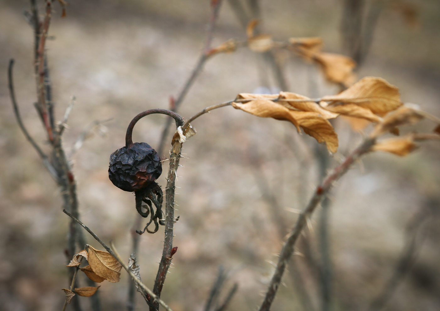 Изображение особи Rosa rugosa.