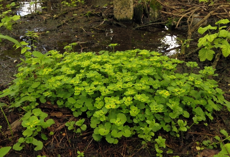 Изображение особи Chrysosplenium alternifolium.