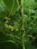 Cuscuta lupuliformis