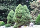 Pinus pallasiana. Взрослые растения. Крым, Южный берег Крыма, Никитский ботанический сад, куртина 21. 2009 г.