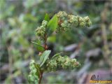 род Chenopodium. Верхушка соцветия. Украина, г. Николаев, Заводский р-н, Намыв, берег р. Южный Буг. 20.12.2017.