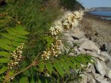 Sorbaria sorbifolia. Верхушка растения с соцветием и листьями. Магаданская обл., окр. г. Магадан, побережье бухты Нагаева, крутой приморский склон со скальными выходами. 11.08.2013.