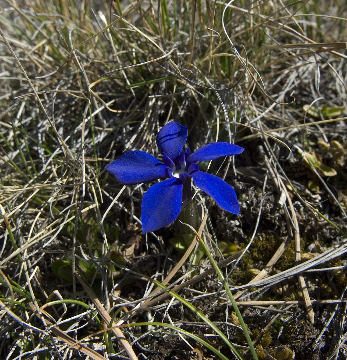 Image of Gentiana angulosa specimen.