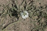 Ornithogalum ponticum. Верхушка цветущего растения. Горный Крым, гора Северная Демерджи. 21.06.2009.