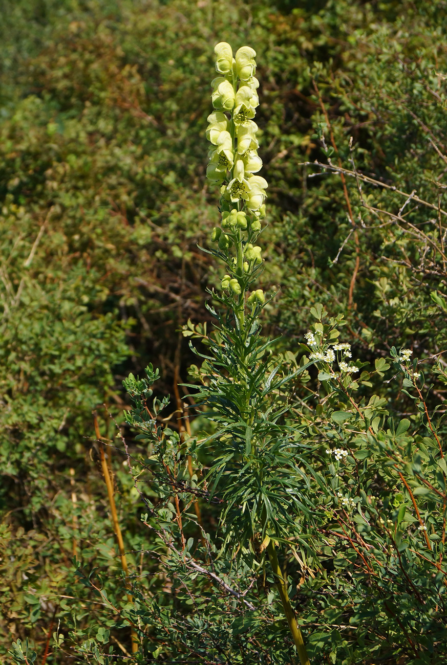Image of Aconitum anthoroideum specimen.