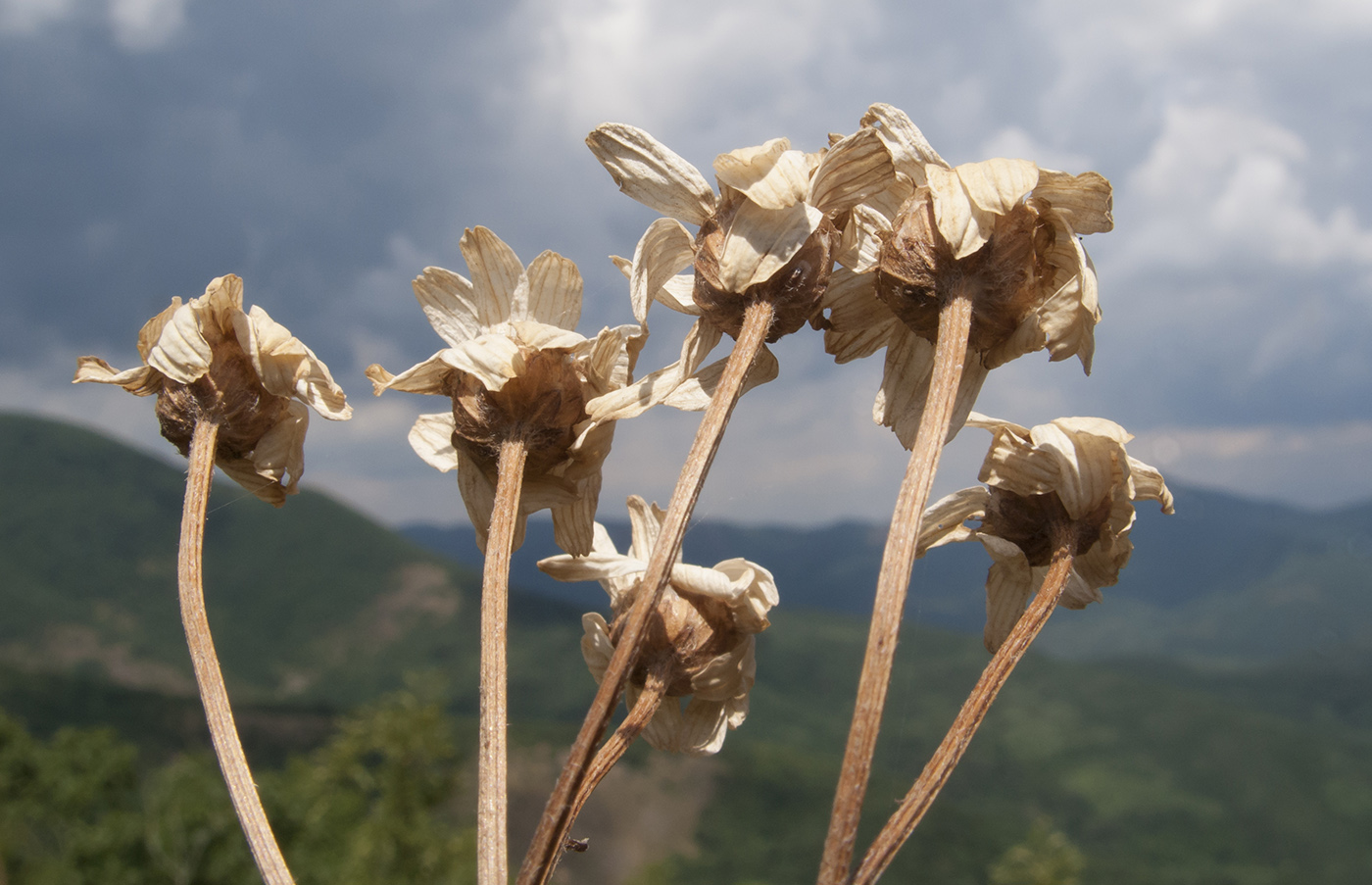 Изображение особи Pyrethrum corymbosum.