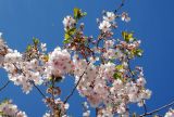Prunus serrulata. Верхушки цветущих ветвей. Швеция, Стокгольм, парк Кунгстрэдгорден (Королевский сад), в культуре. 05.05.2017.