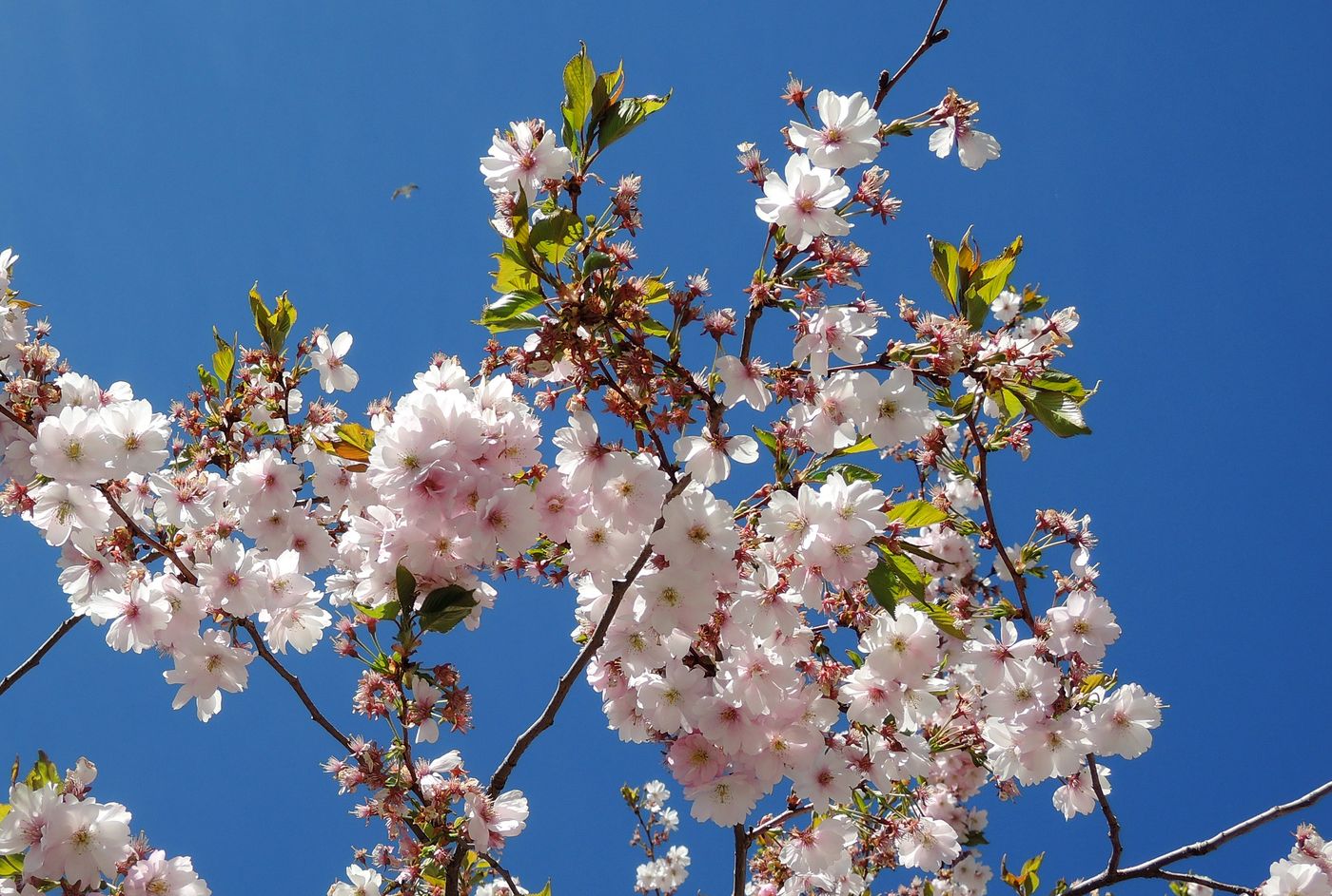 Изображение особи Prunus serrulata.