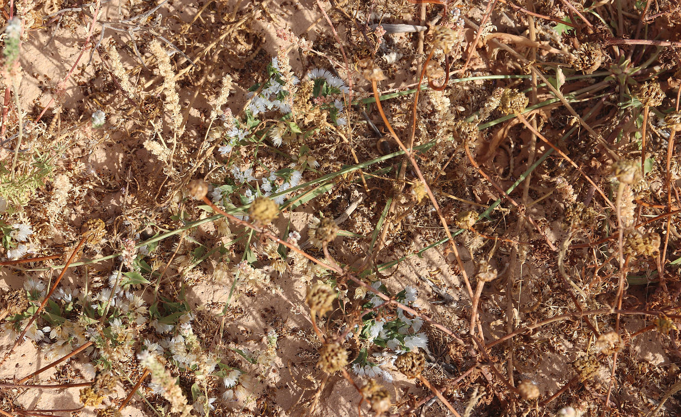 Изображение особи Limonium lobatum.