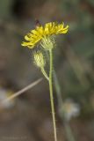 Crepis setosa. Верхушка побега с распустившимся и нераспустившимся соцветиями. Крым, Бахчисарайский р-н, пос. Голубинка, обочина дороги. 19.06.2017.