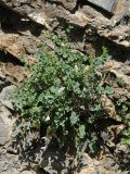 Astragalus abolinii