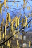 Corylus avellana