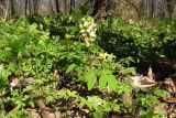 Corydalis marschalliana. Цветущее растение. Московская обл., Серпуховский р-н, вблизи дер. Вязищи, в овраге. Апрель 2020 г.