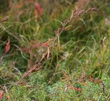 Atriplex patens