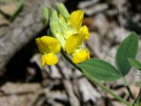 Lathyrus pratensis