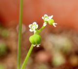 Euphorbia graminea