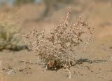 Salsola sclerantha