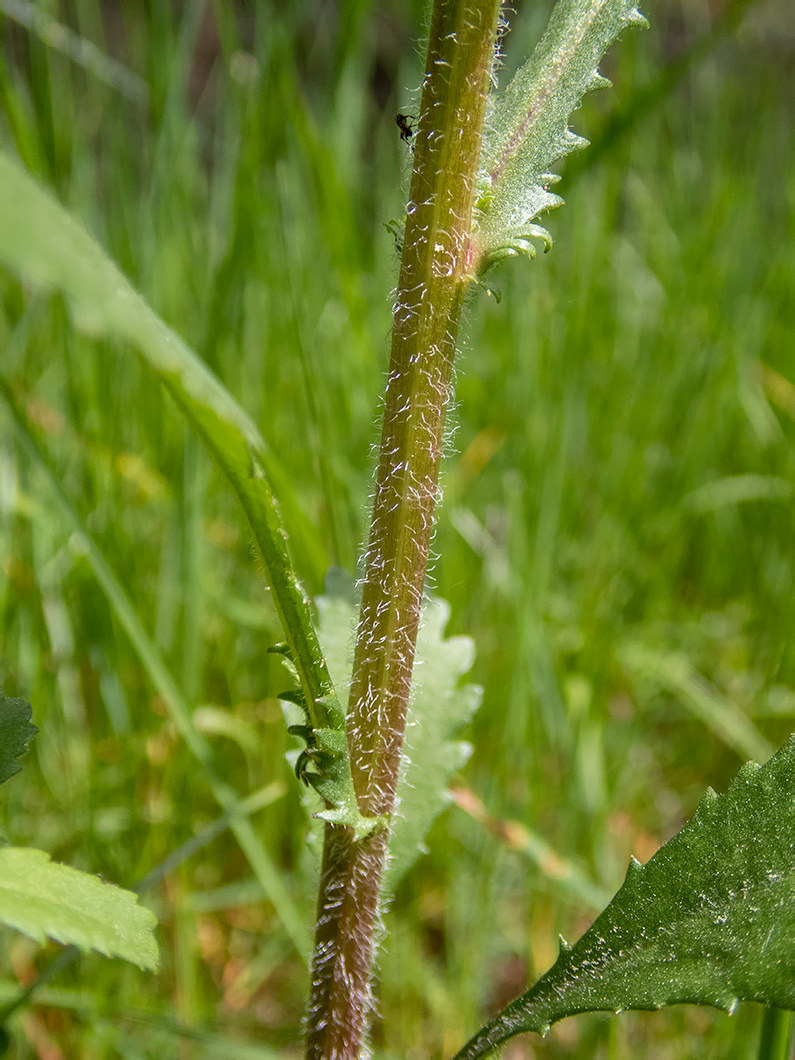 Изображение особи Leucanthemum ircutianum.