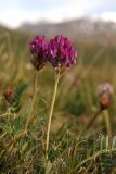 семейство Fabaceae. Верхушки побегов с соцветиями. Алтай, Северо-Чуйский хребет, верховья р. Ештыкол. 15.06.2008.