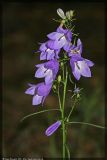 Campanula rotundifolia