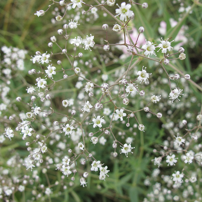 Изображение особи Gypsophila paniculata.