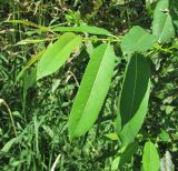 Salix &times; schumanniana