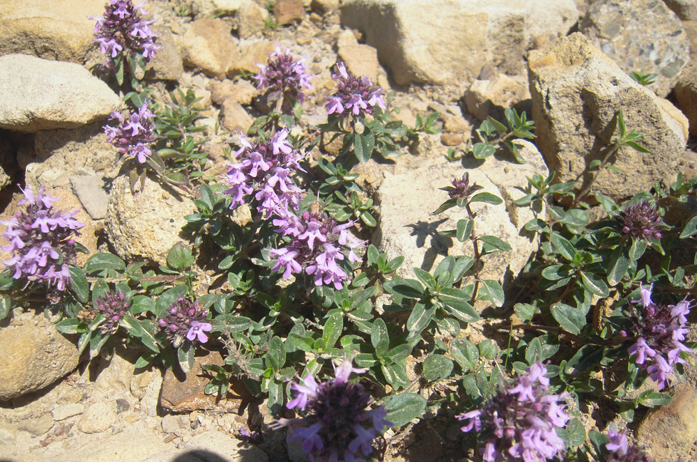 Изображение особи Thymus pseudopulegioides.