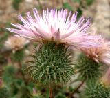 Cousinia coronata. Соцветие. Туркменистан, хр. Кугитанг. Июнь 2012 г.