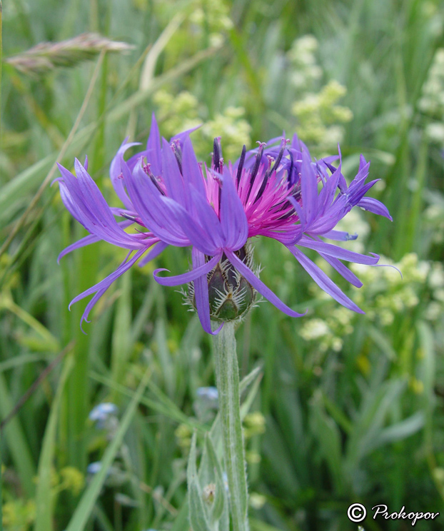 Изображение особи Centaurea fuscomarginata.