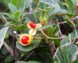 Pittosporum heterophyllum