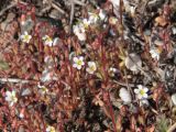 Saxifraga tridactylites