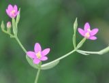 Centaurium tenuiflorum