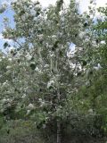 Populus alba. Молодое дерево с очень крупными листьями. Украина, Луганская обл., г. Кировск, склон породного отвала. 25.05.2013.