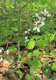 Cardamine trifida