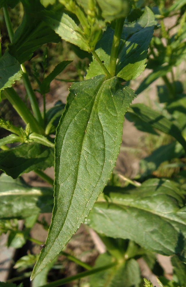 Изображение особи Veronica anagallis-aquatica.