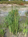 Typha latifolia