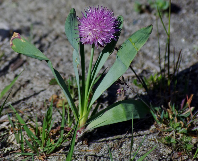 Изображение особи Allium platyspathum.