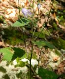 Campanula rapunculoides. Цветущее растение. Республика Абхазия, Нофый Афон, склон Иверской горы, грабовый лес. Август 2014 г.