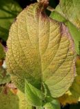 Hydrangea involucrata. Листья. Германия, г. Дюссельдорф, Ботанический сад университета. 05.09.2014.