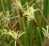 Trichophorum cespitosum. Соцветия. Мурманская обл., Североморский р-н, болото. 22 июня 2008 г.