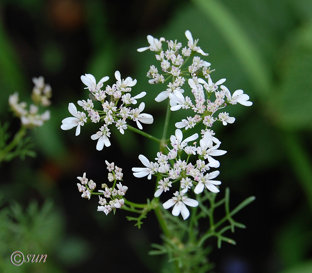 Изображение особи Coriandrum sativum.