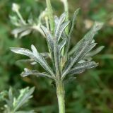 Potentilla argentea