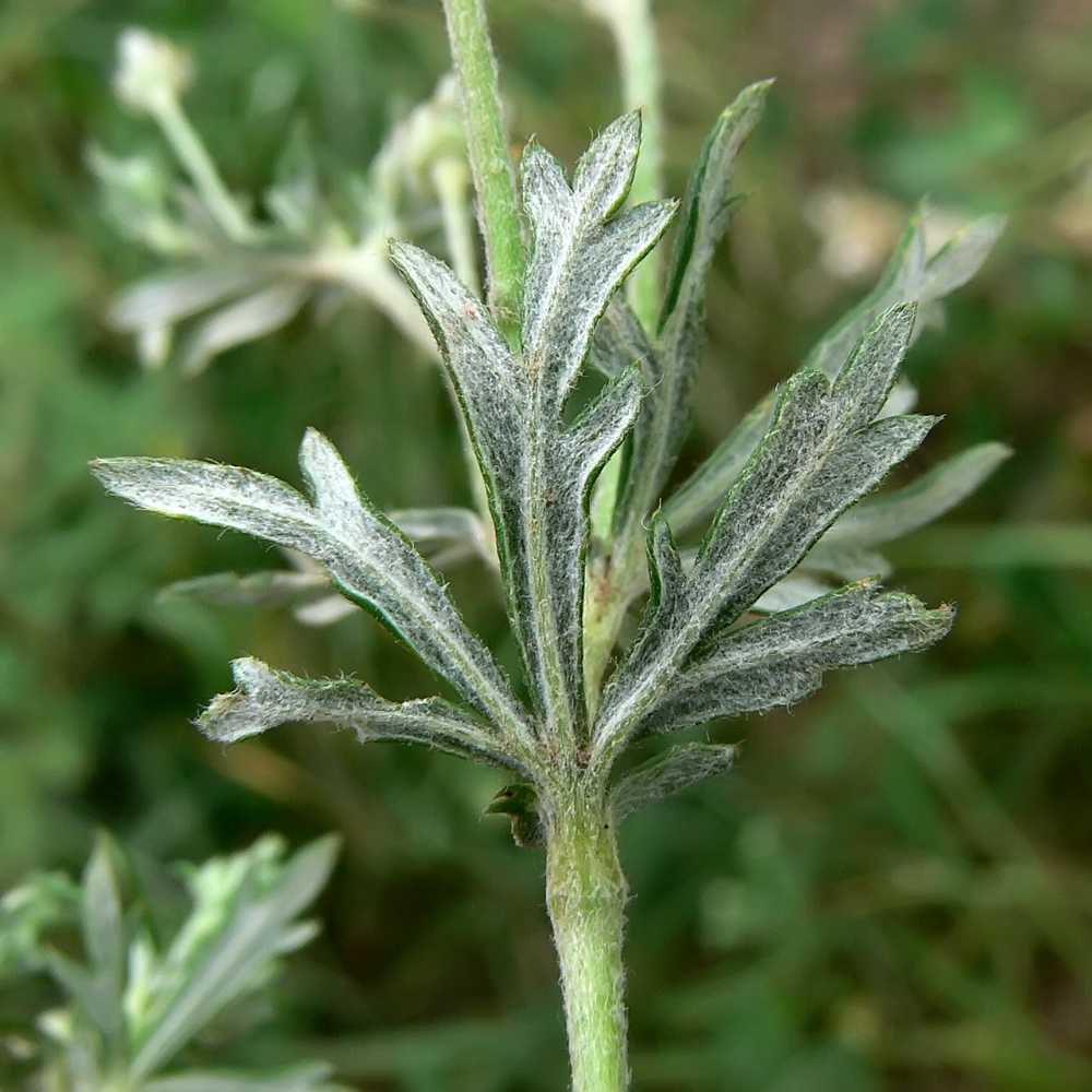 Изображение особи Potentilla argentea.