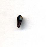 Buxus colchica. Невызревшее семя. Абхазия, Гудаутский р-н, г. Новый Афон, Армянское ущелье. 25 августа 2009 г.
