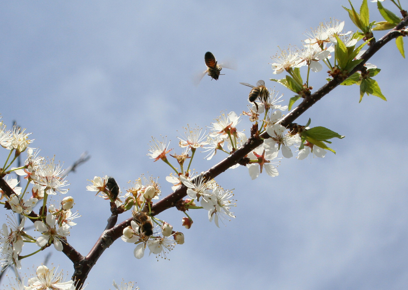 Изображение особи Prunus domestica.