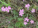 Dianthus repens