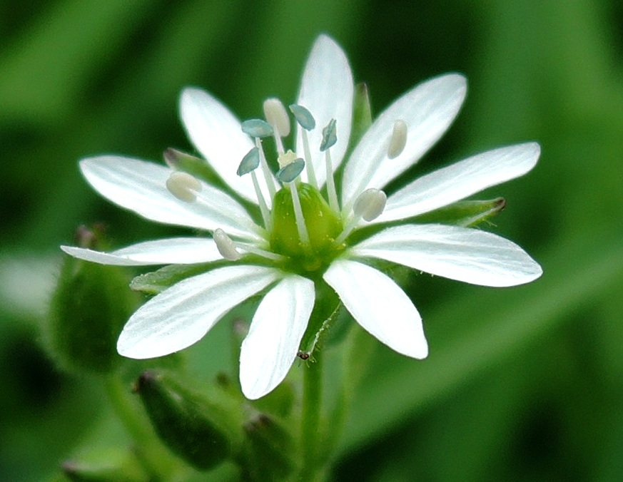 Изображение особи Myosoton aquaticum.