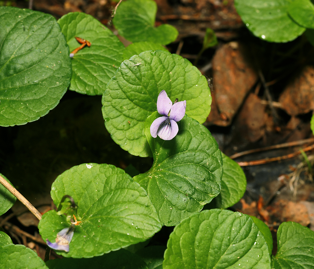 Фиалка болотная (Viola palustris). Автор фото: Виталий Гуменюк