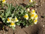 Linaria japonica. Цветущее растение. Приморье, окр. г. Находка, песчаный пляж. 28.05.2016.